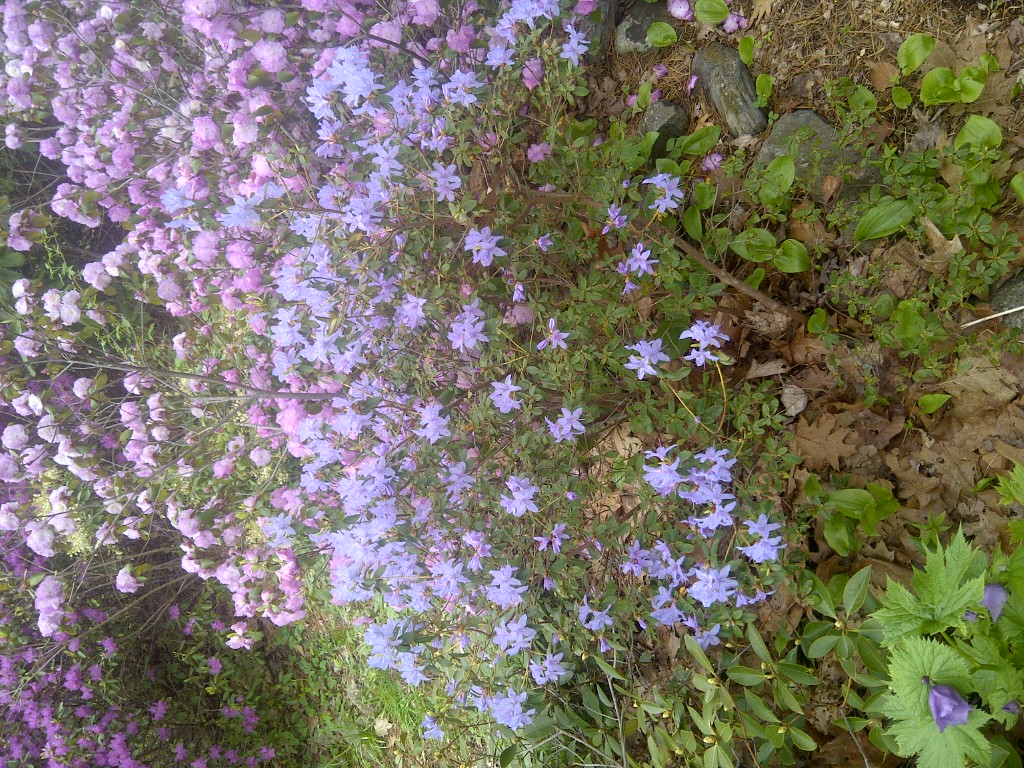Rhododendron Boulderwood Blue photo