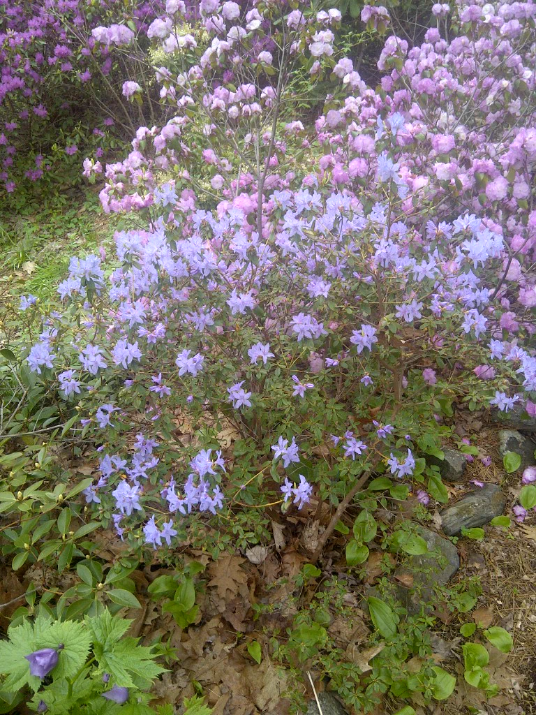 R. 'Boulderwood Blue' photo of R. 'Boulderwood Blue'. A young plant in filtered sun is very close to sky blue though the habit is looser.. Location: Boulderwood, Halifax, Nova Scotia. Photo by: John Weagle
