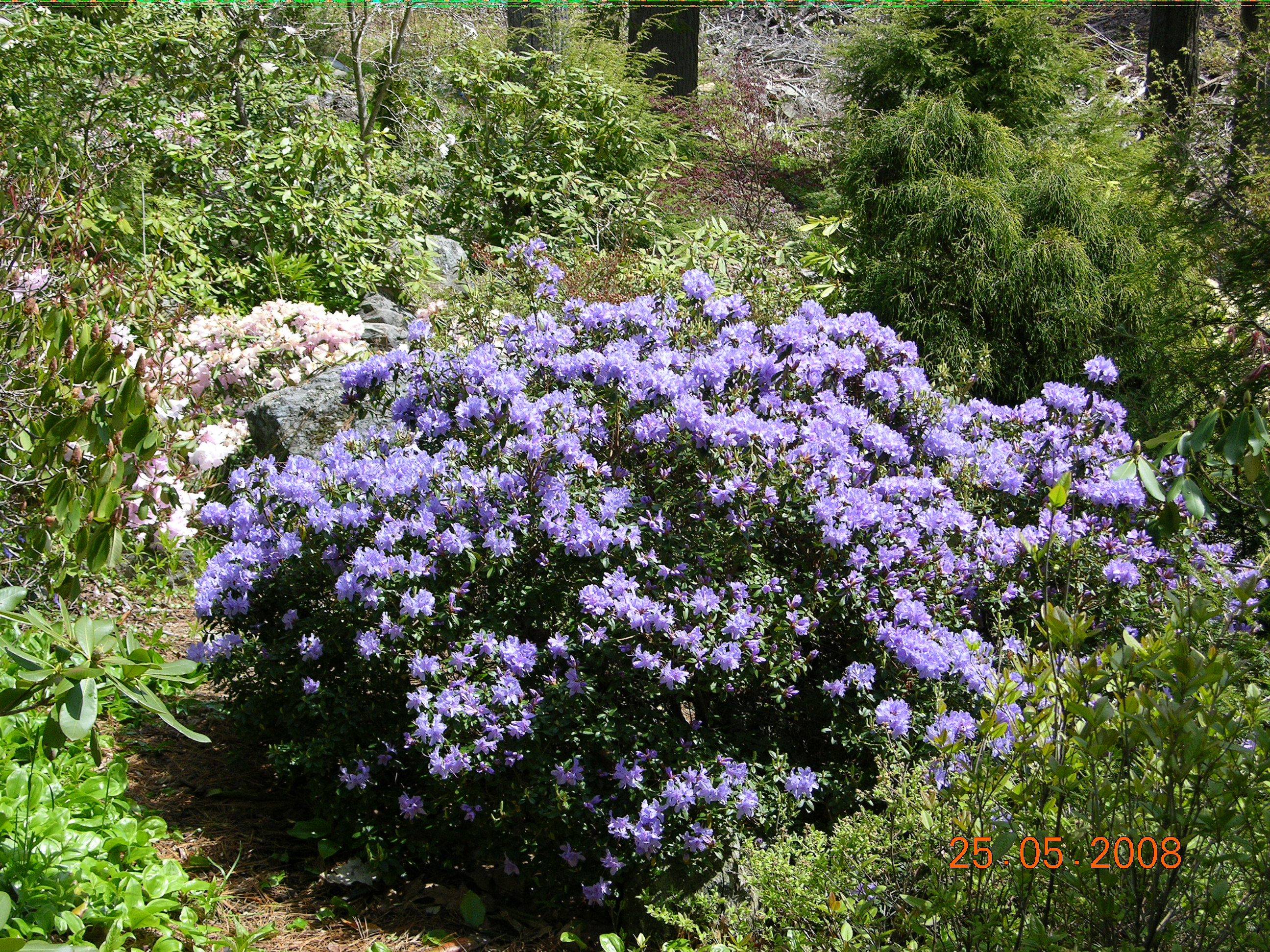 Rhododendron Boulderwood Blue photo