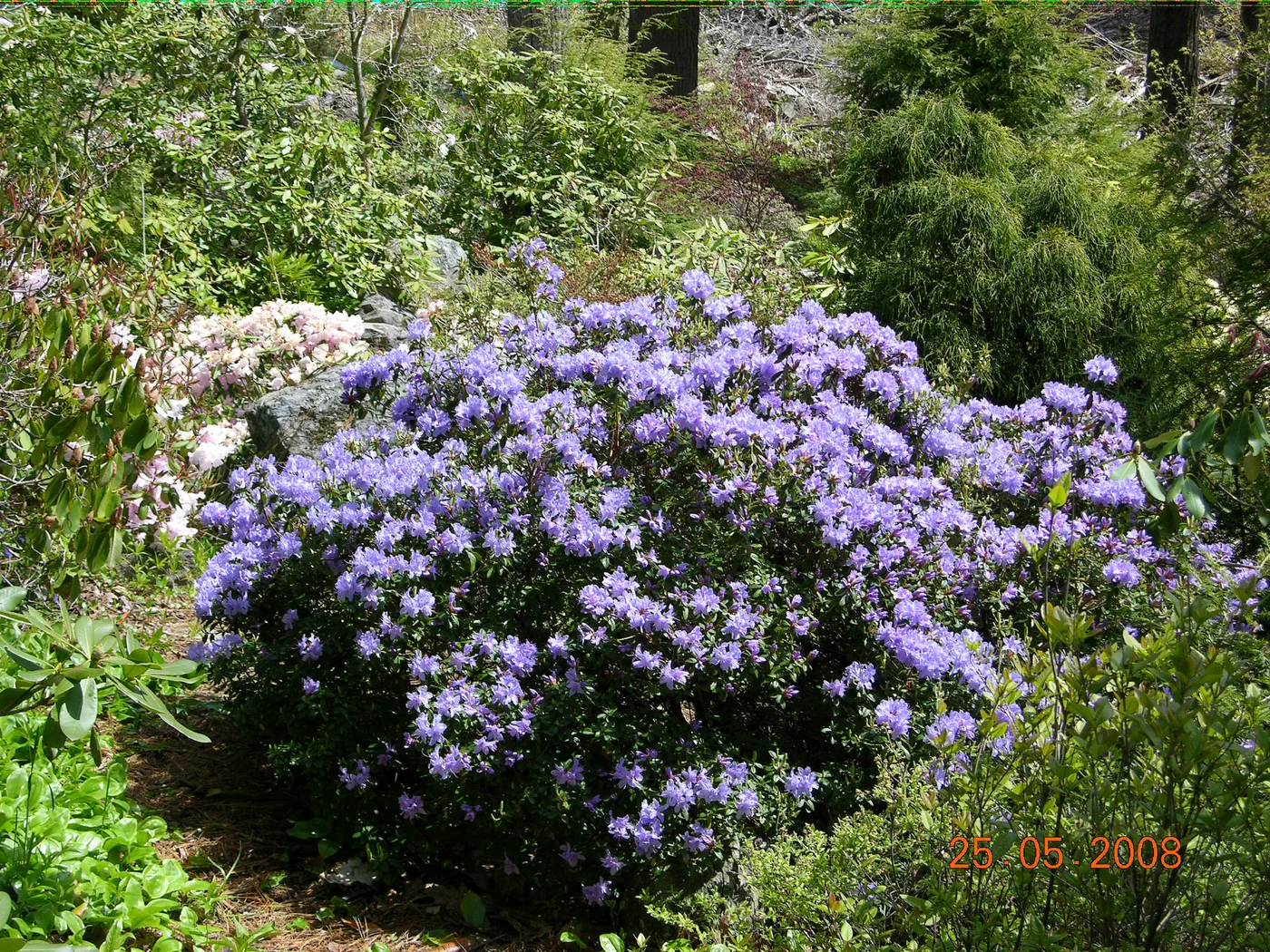 R. 'Boulderwood Blue' photo of R. 'Boulderwood Blue'. Location: Boulderwood, Halifax, Nova Scotia. Photo by: John Weagle