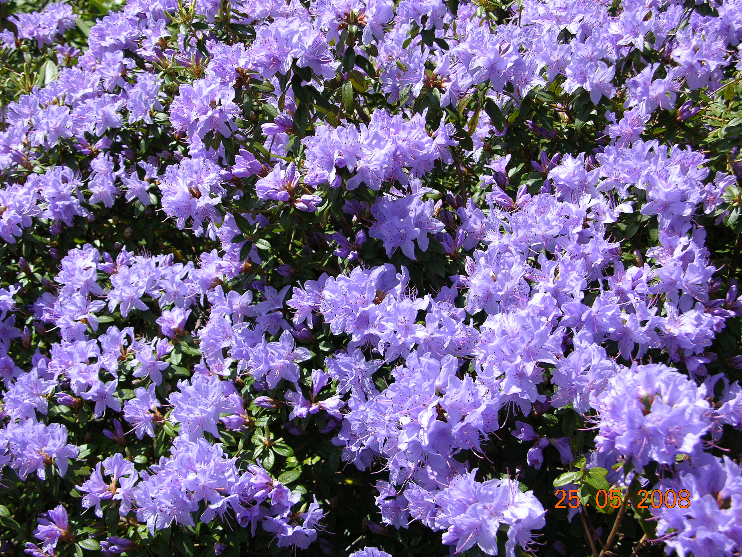 Rhododendron Boulderwood Blue photo