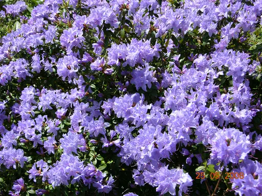 Photo of R. 'Boulderwood Blue', Rhododendron Hybrid