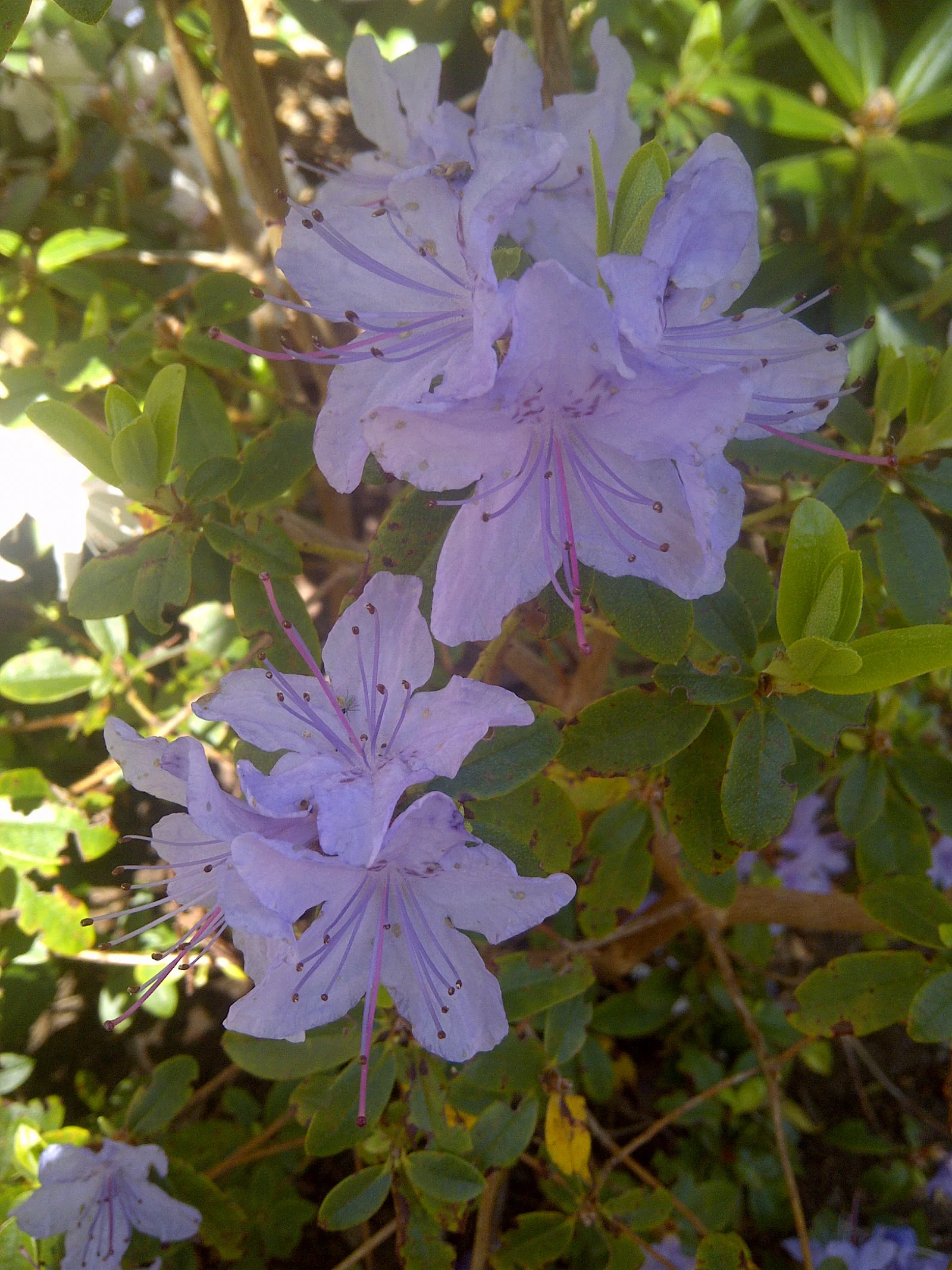 R. 'Boulderwood Blue' photo of R. 'Boulderwood Blue'. Location: Boulderwood, Halifax, Nova Scotia. Photo by: John Weagle
