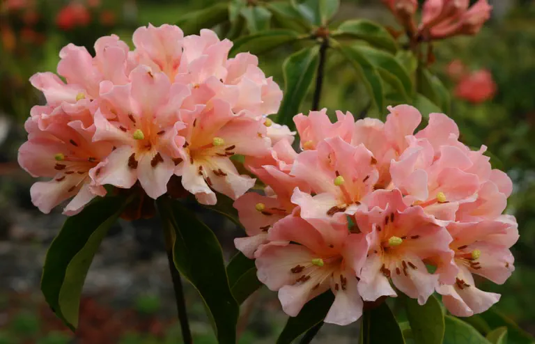 Photo of R. 'Evita', Vireya Hybrid