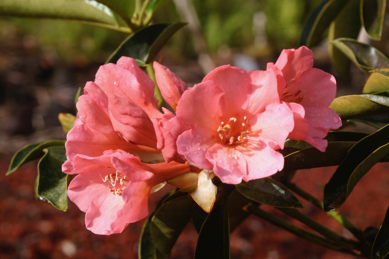 Rhododendron Evita photo