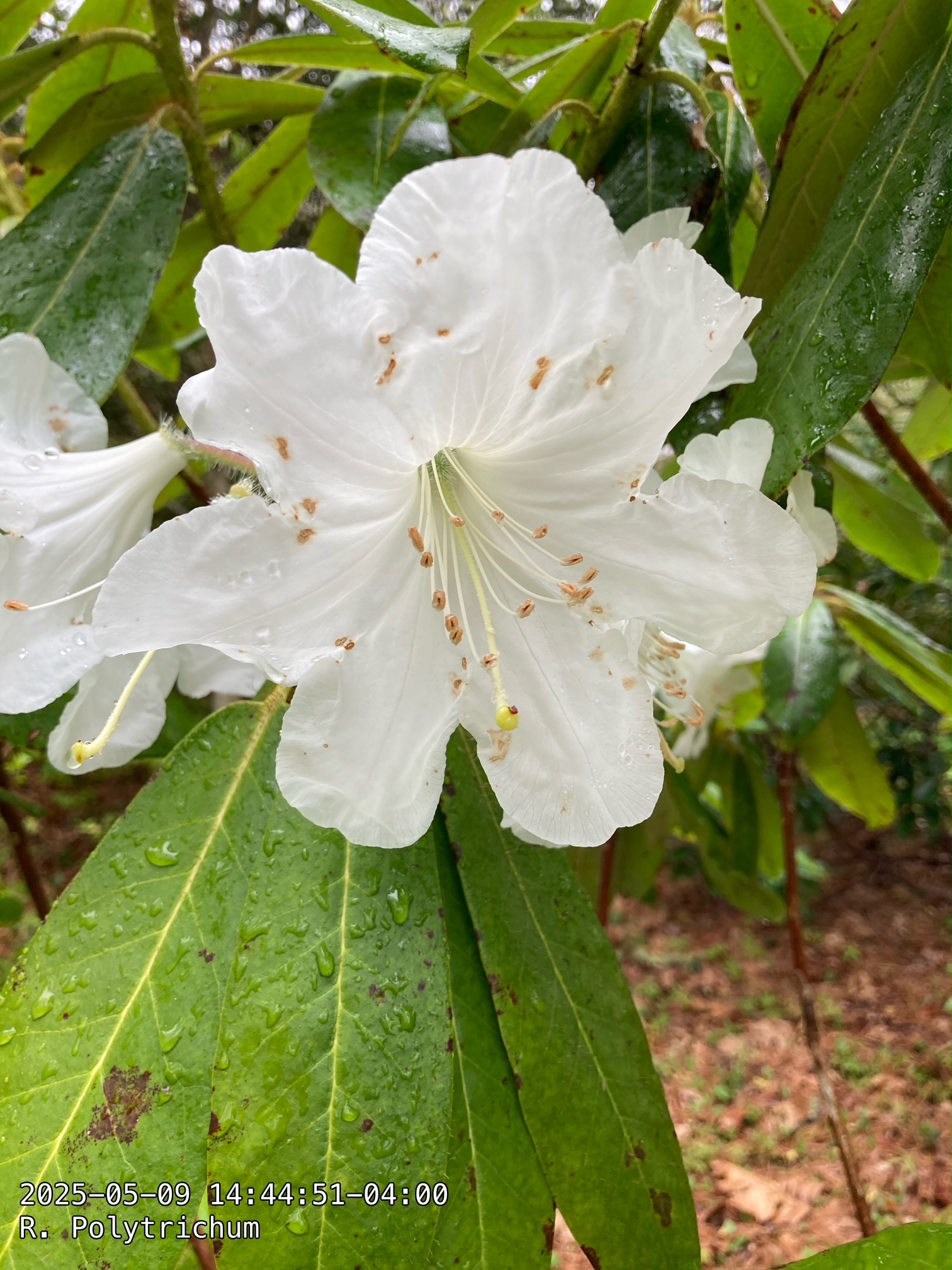 Rhododendron polytrichum photo