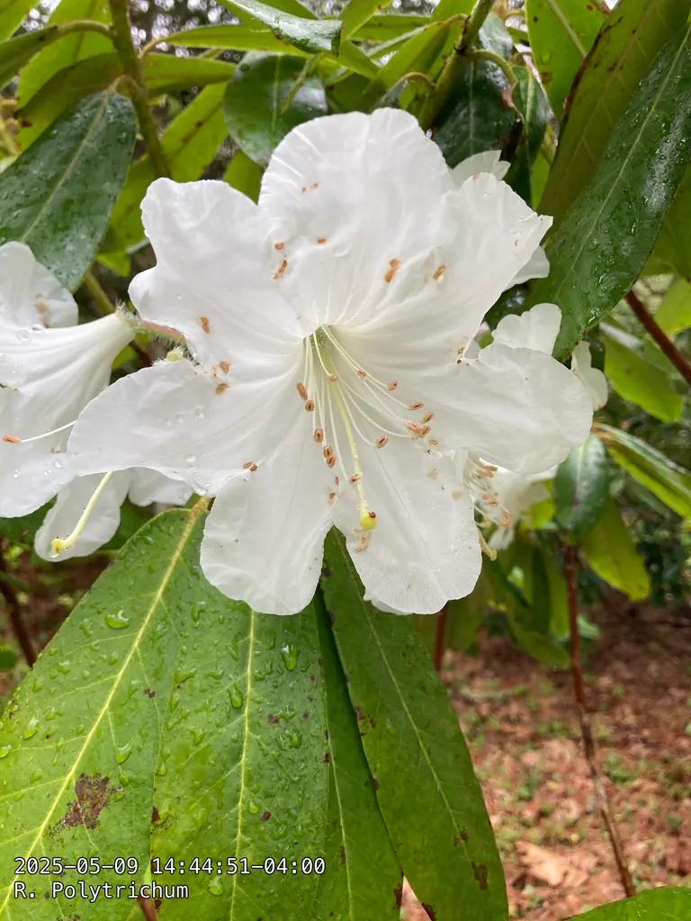 Photo of R. polytrichum, Rhododendron Species