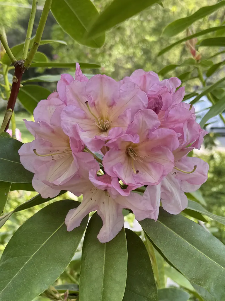 Photo of R. 'Sunshine Daydream', Rhododendron Hybrid