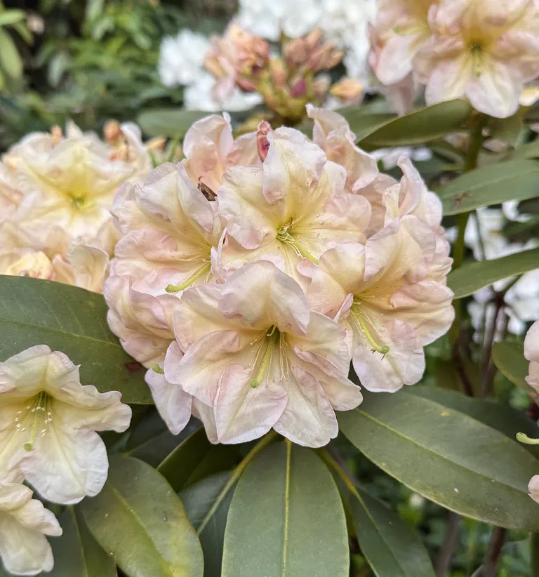 Photo of R. 'Birdsong', Rhododendron Hybrid
