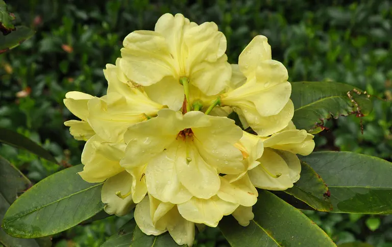 Photo of R. 'Perc Moser', Rhododendron Hybrid