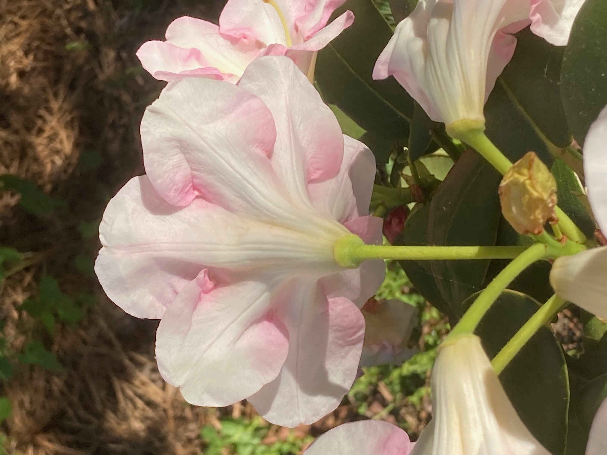 Rhododendron null photo