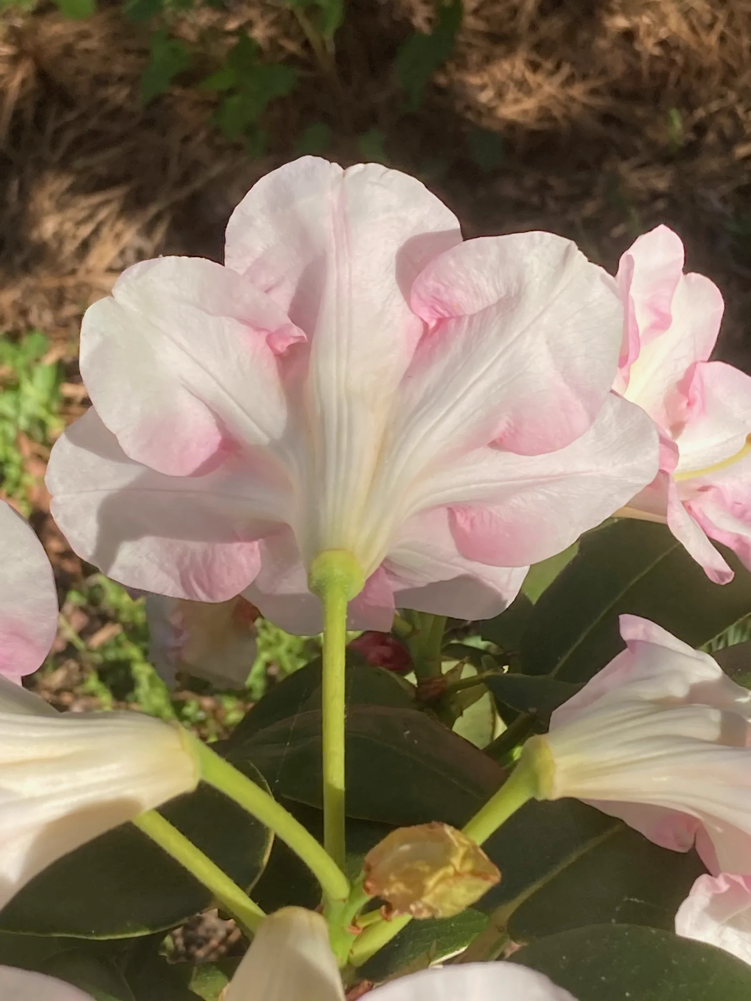 Peach on Nthly Path X (yuefengense x Sally Fuller) photo of ? x ?. Petals have pink markings front and back. V fragrant.. Location: Martha's Vineyard, MA z7a. Photo by: Peter Norris