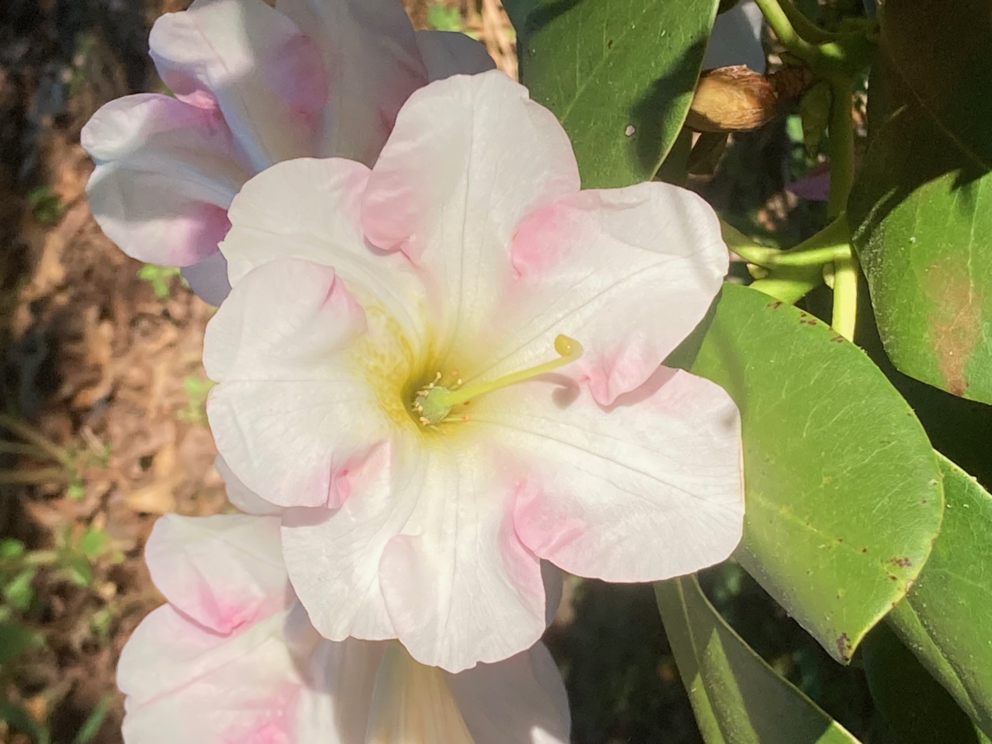 Rhododendron null photo