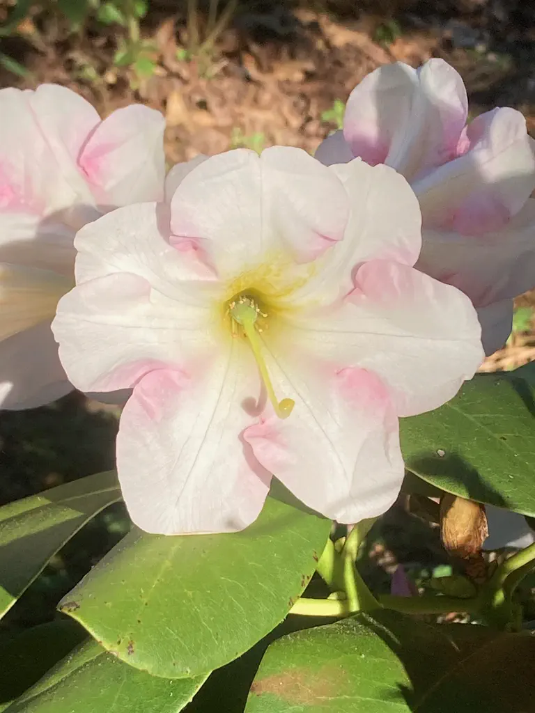 Photo of ? x ?, Rhododendron Hybrid