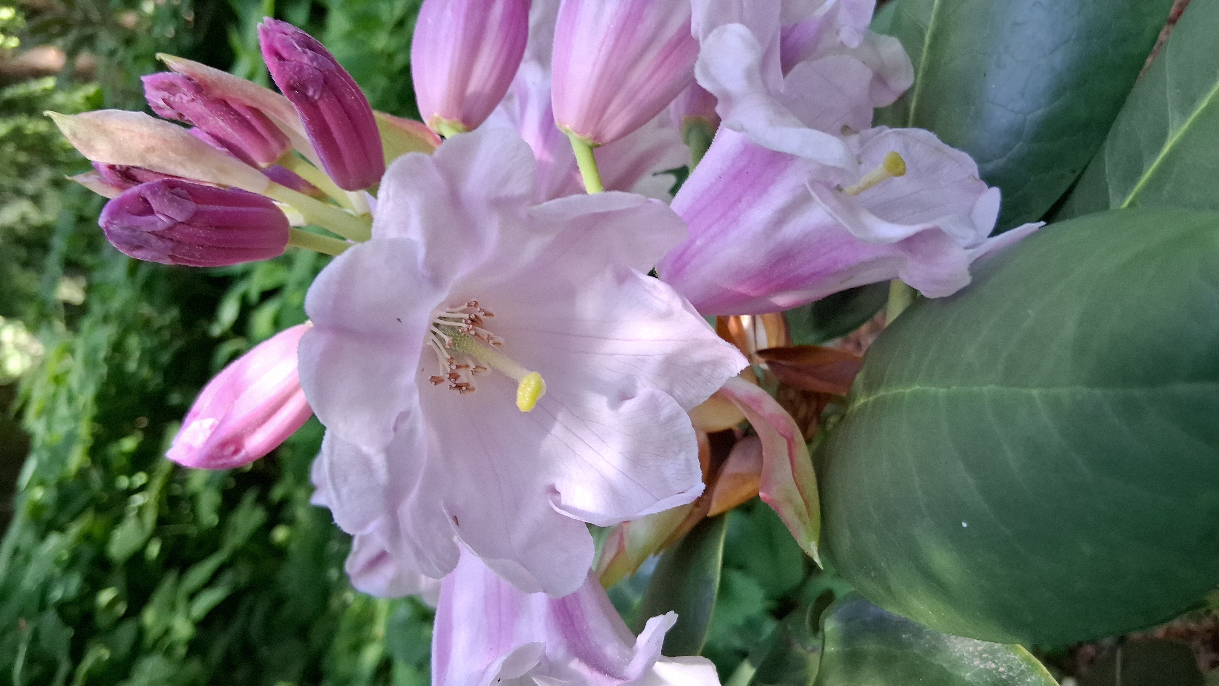 Rhododendron yuanbaoshanense photo