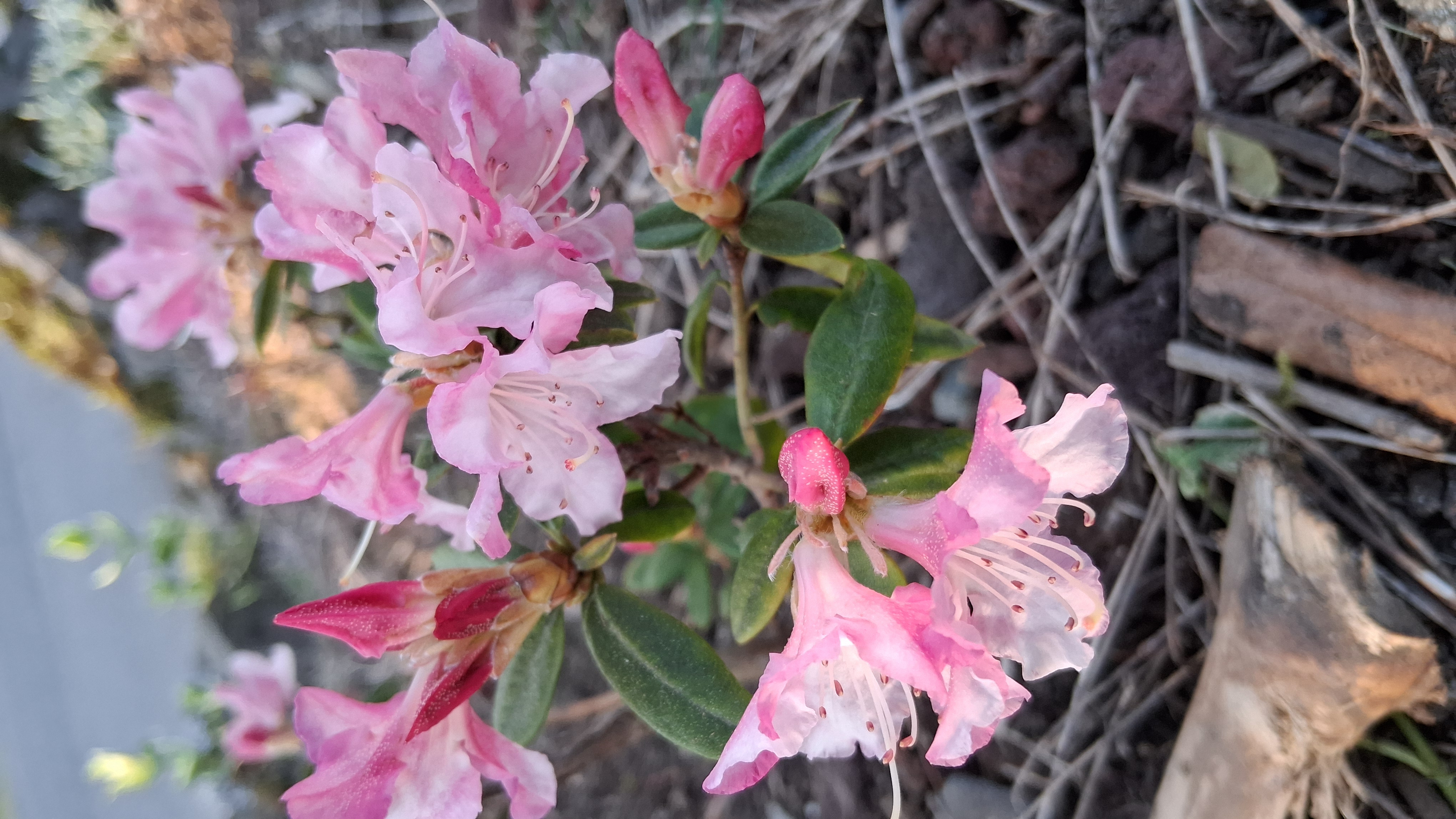 Rhododendron Turacao photo