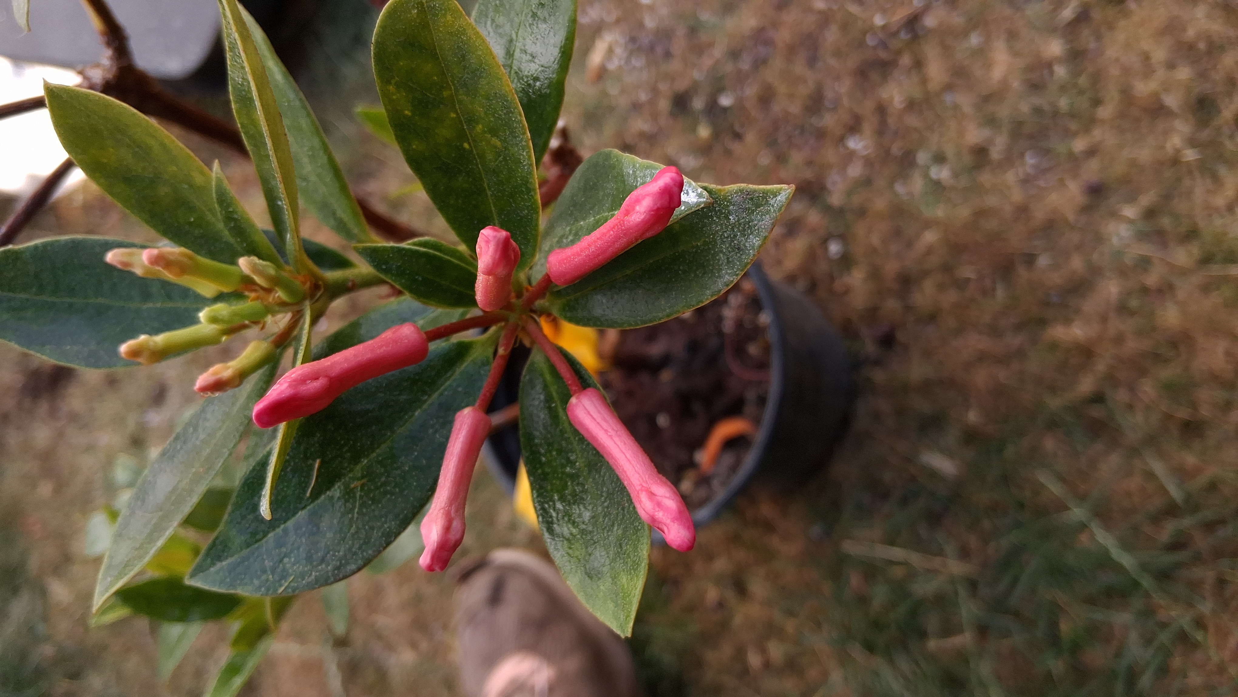 Rhododendron Miss Muffett photo