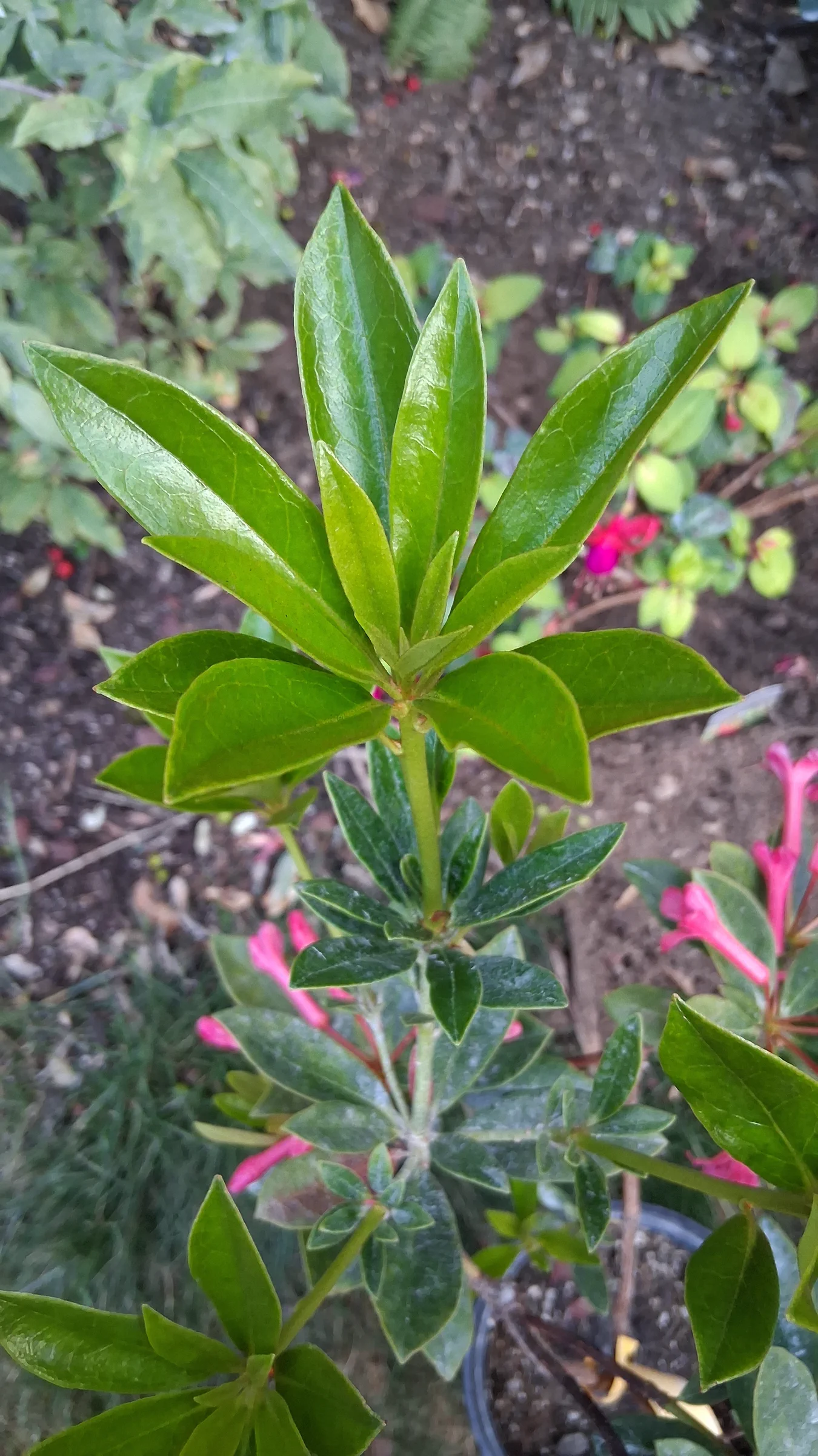 R. 'Miss Muffett' photo of R. 'Miss Muffett'. R. 'Miss Muffett' glossy new growth.. Location: Private Garden, Seatac, WA USA. Photo by: Thatrhodylady