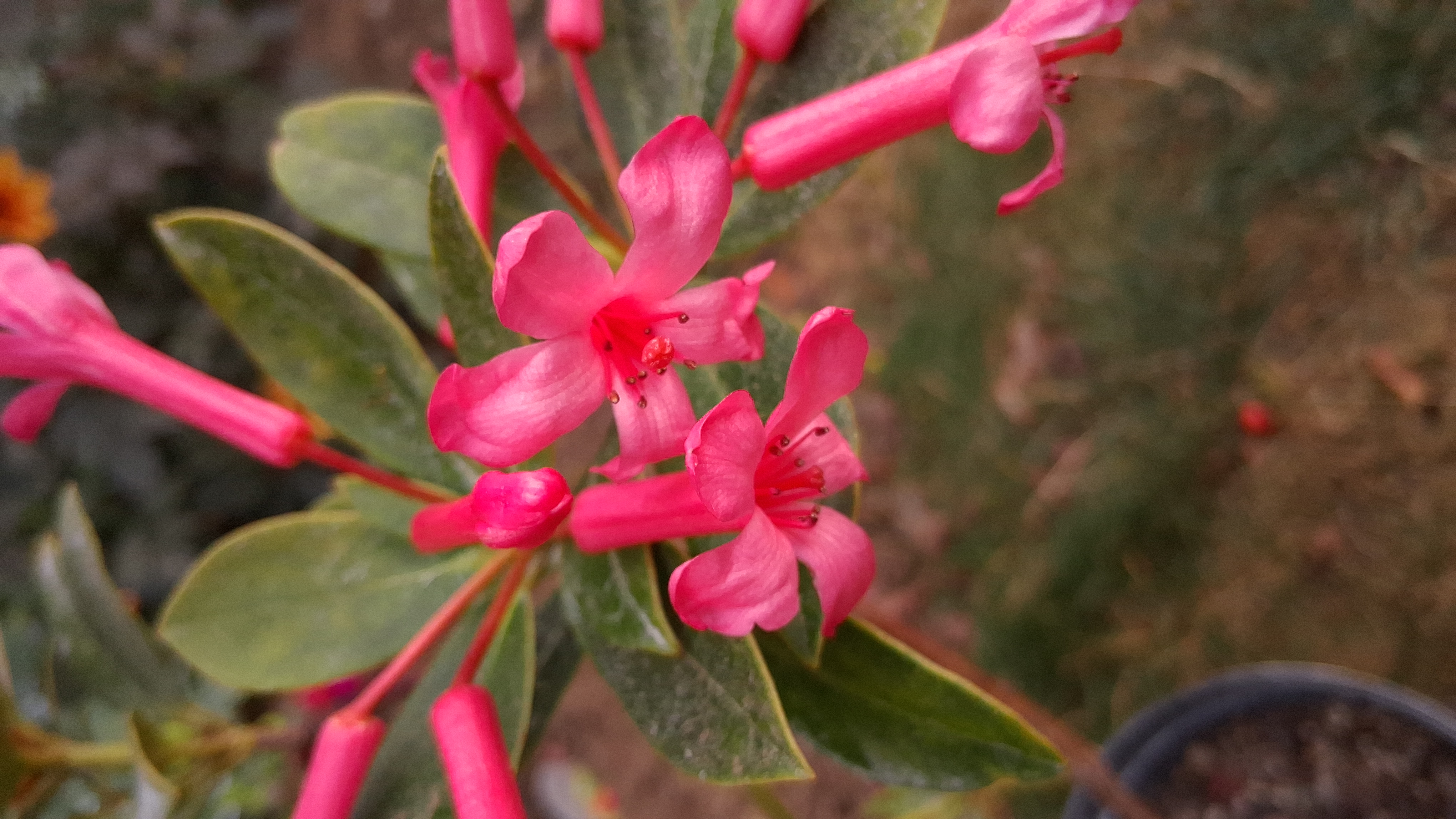 Rhododendron Miss Muffett photo
