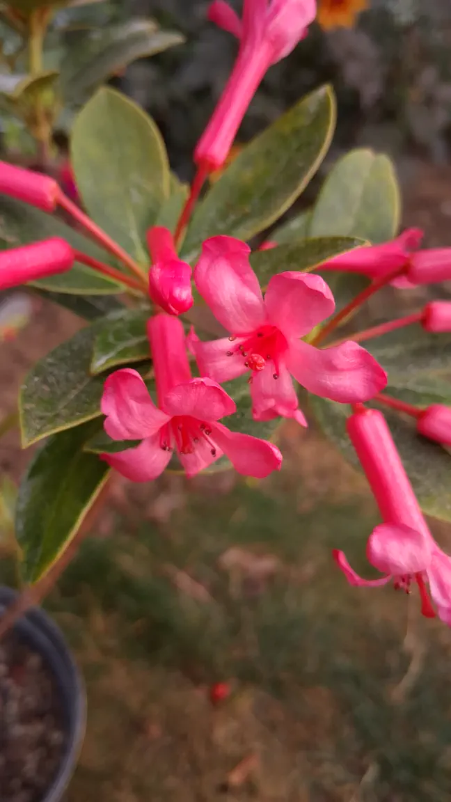 Photo of R. 'Miss Muffett', Vireya Hybrid