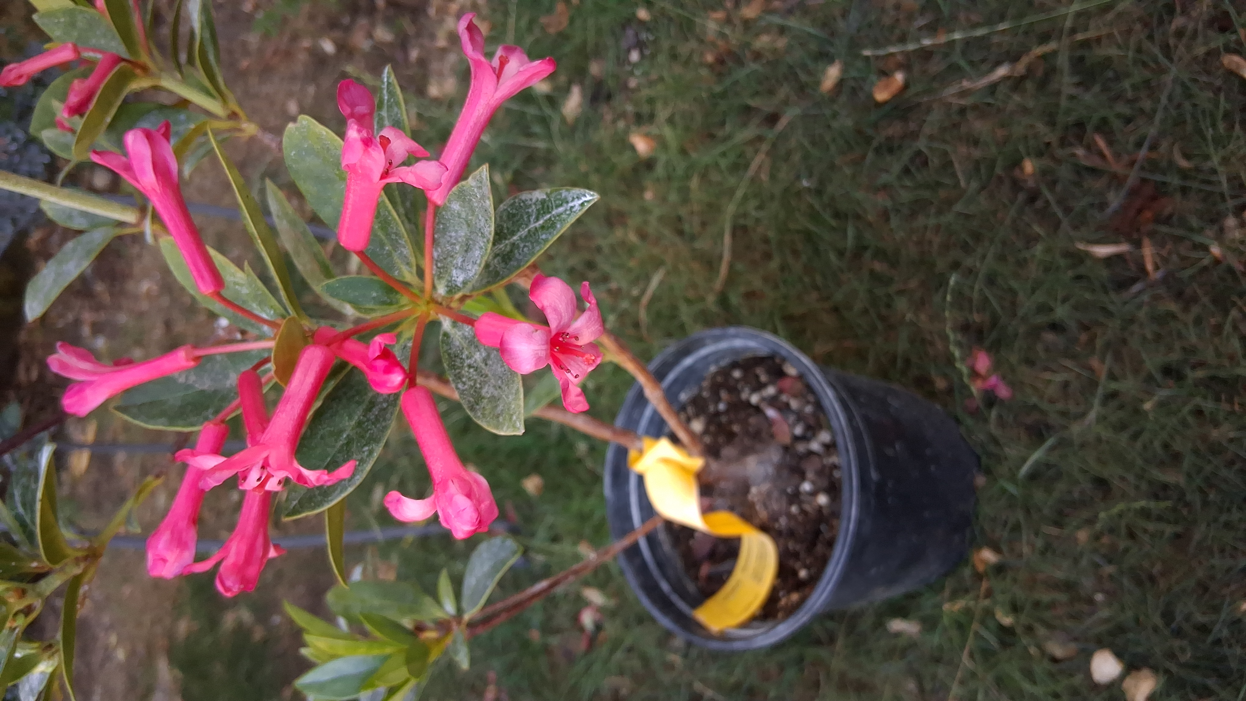 Rhododendron Miss Muffett photo