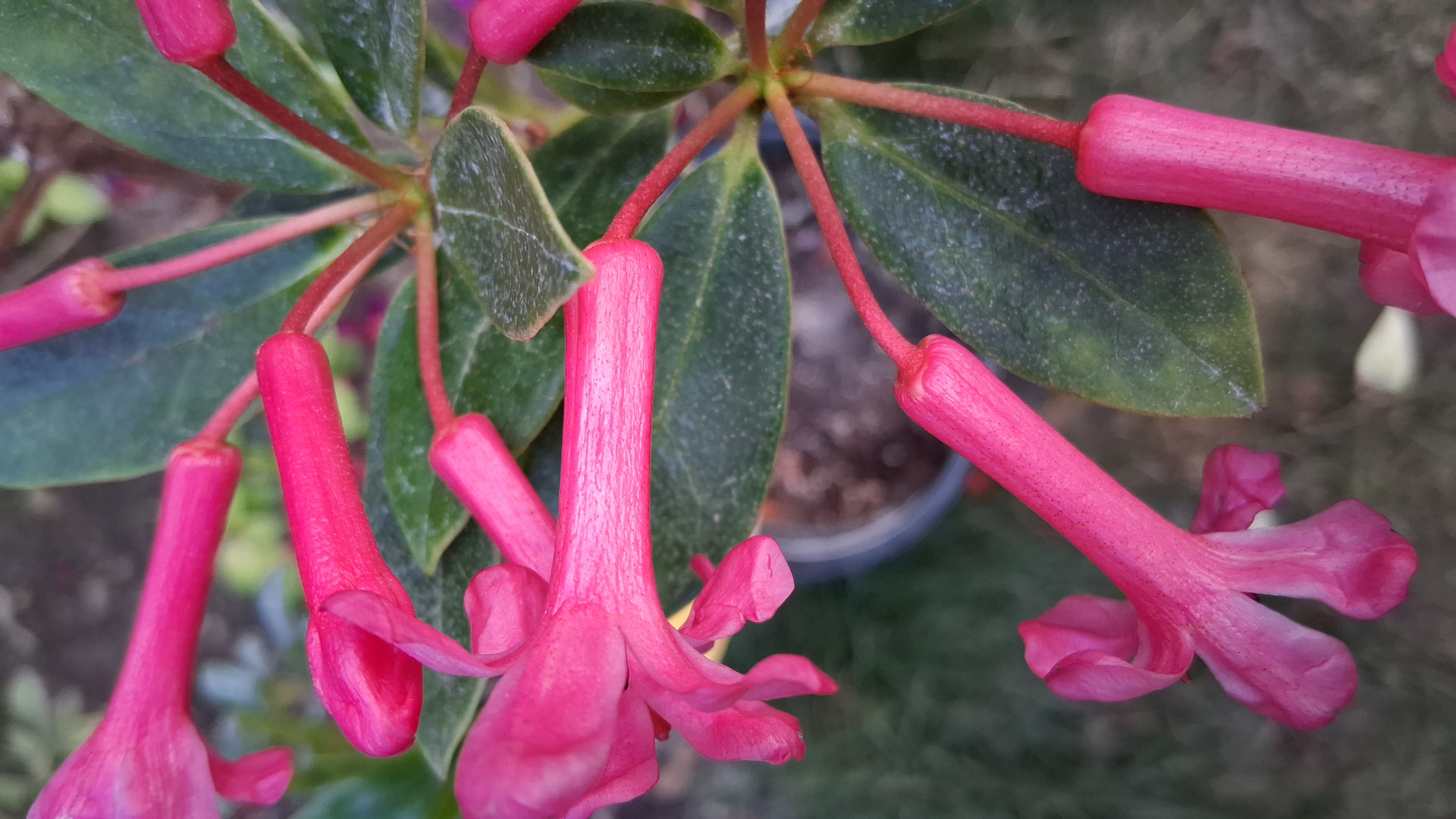 Rhododendron Miss Muffett photo
