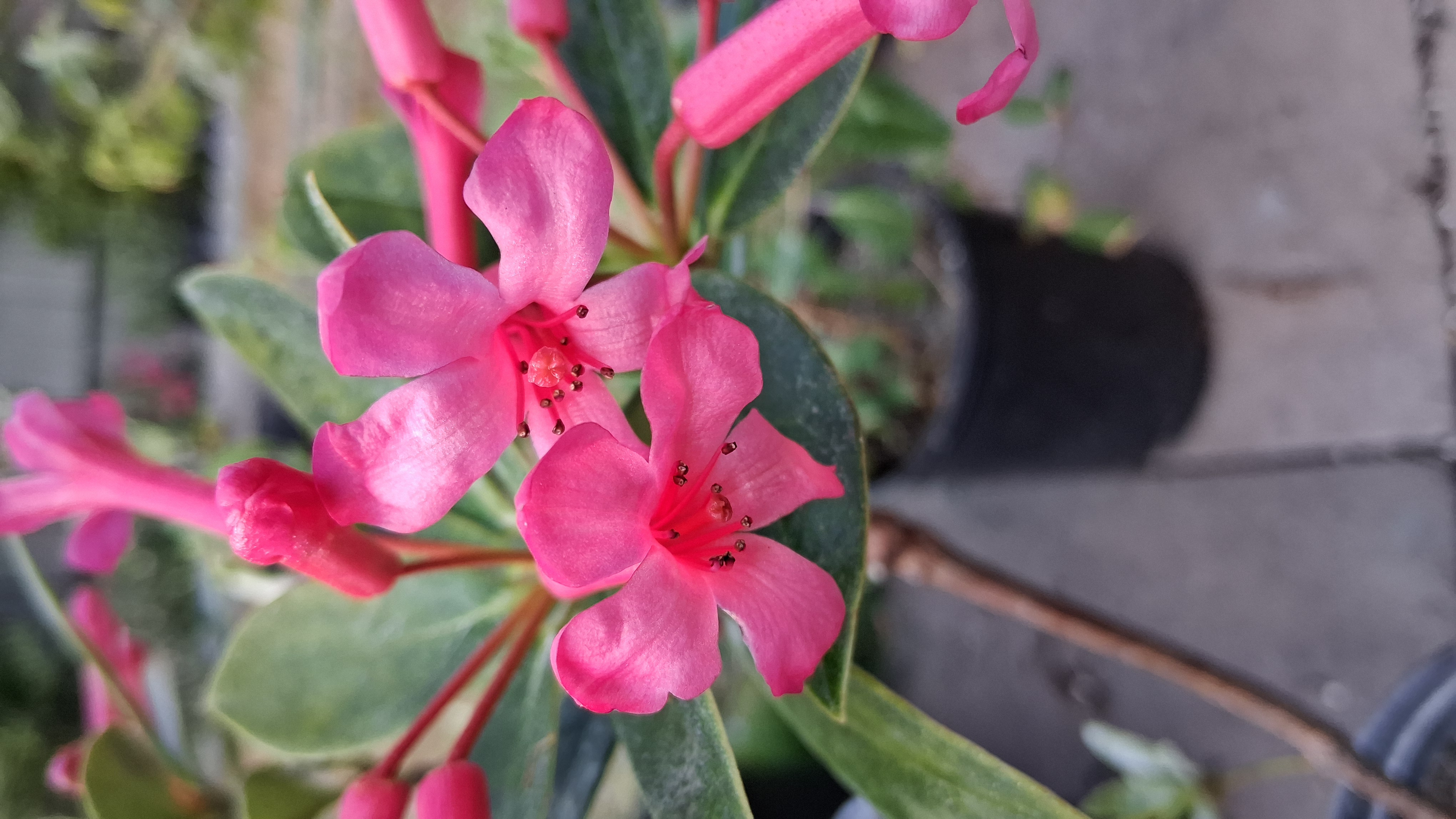 Rhododendron Miss Muffett photo