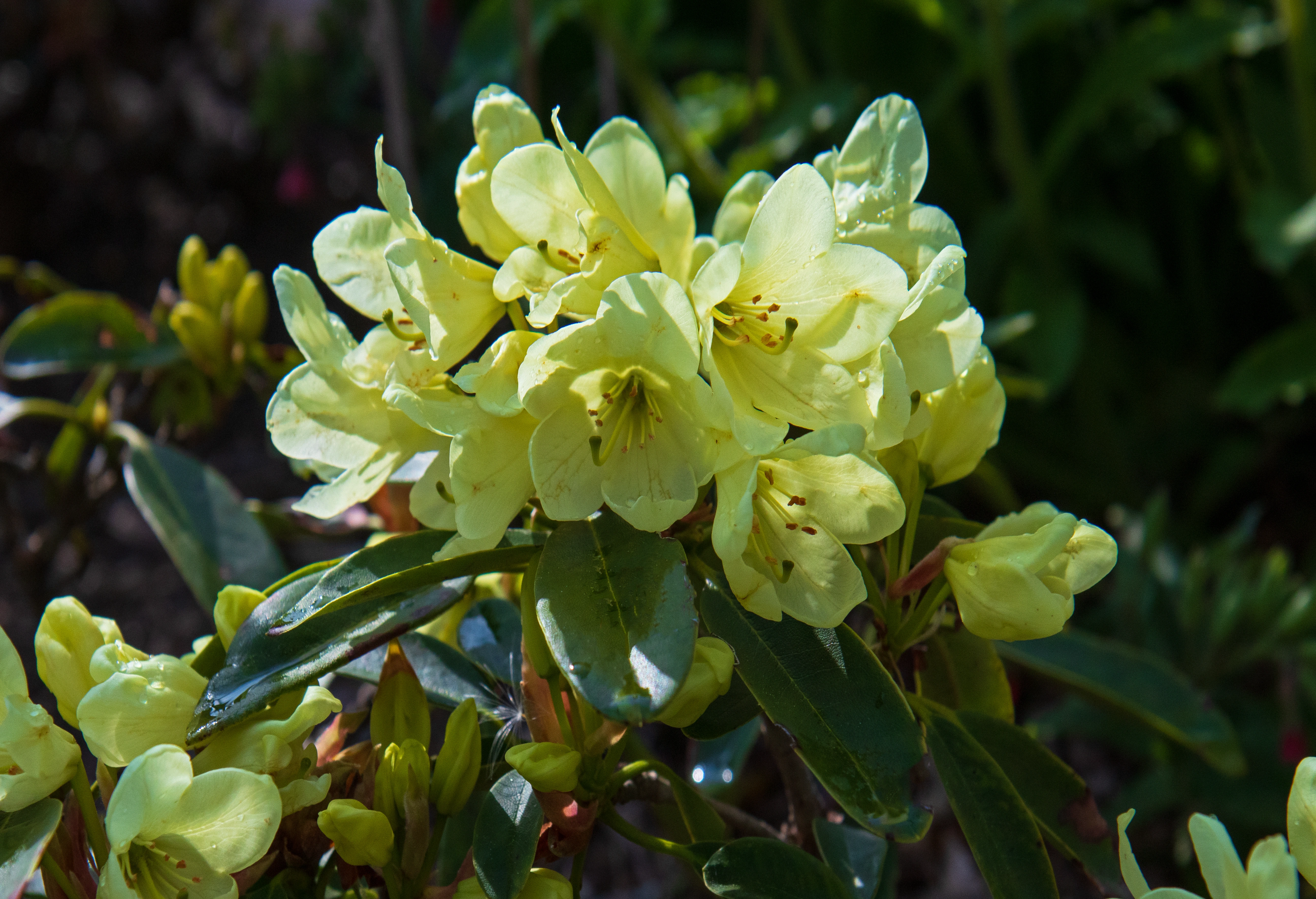 Rhododendron Indian Harbour photo