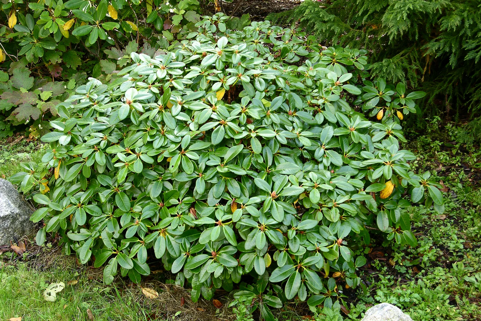 R. 'Indian Harbour' photo of R. 'Indian Harbour'. Photo is of the original plant.. Location: Inndian Harbour, Nova Scotia. Photo by: John Weagle
