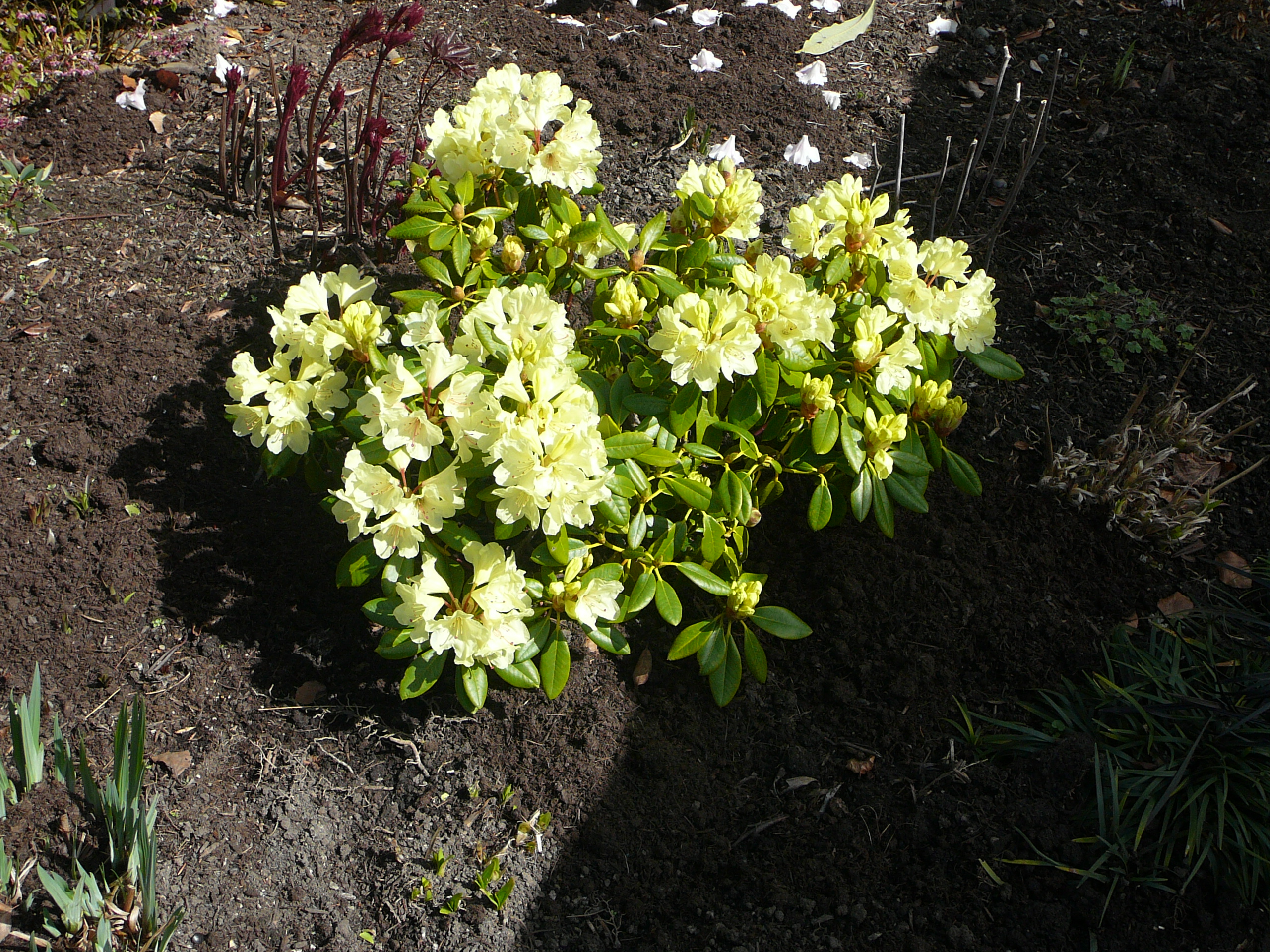 Rhododendron Indian Harbour photo
