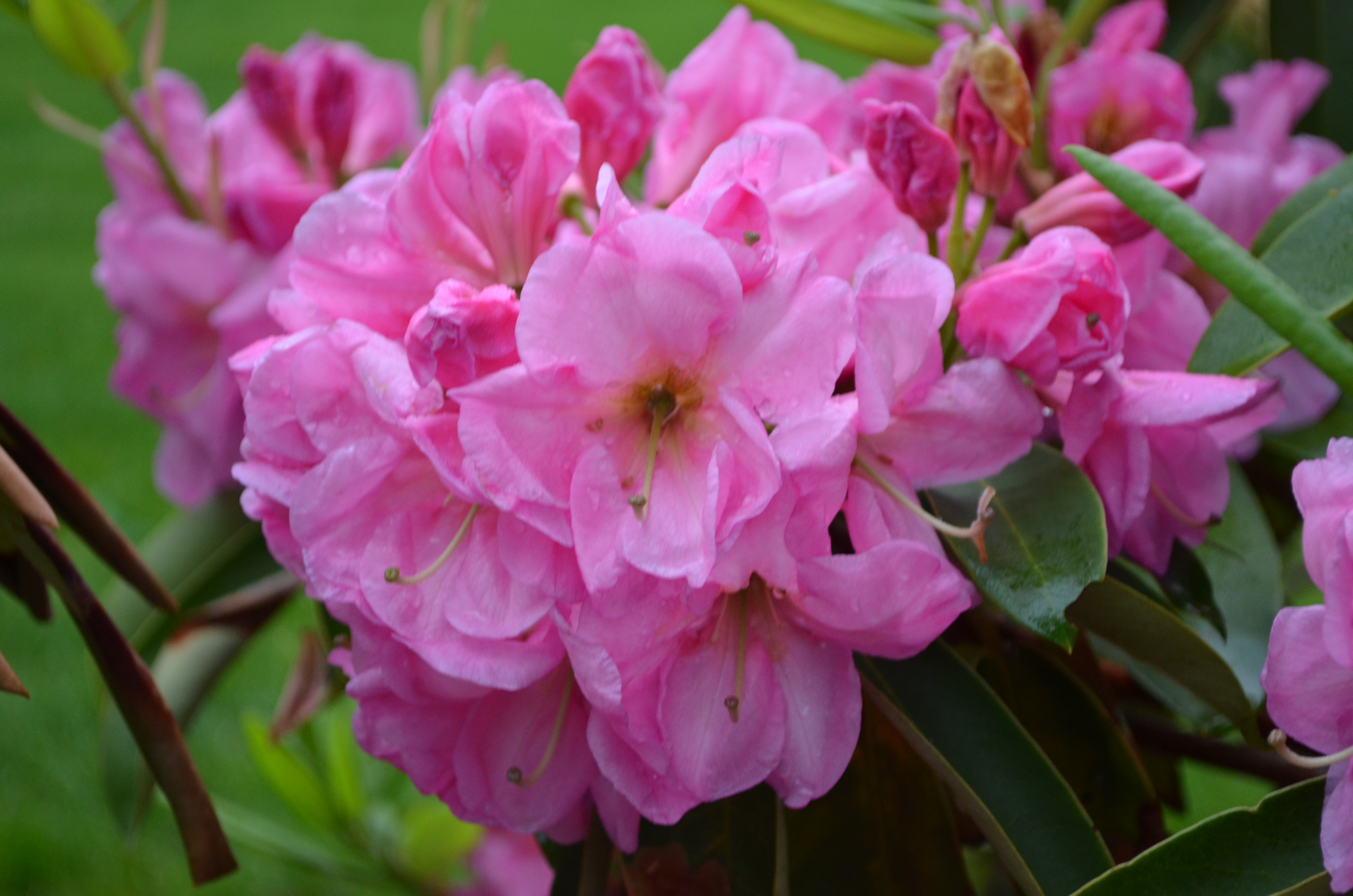 Rhododendron Will Corey photo