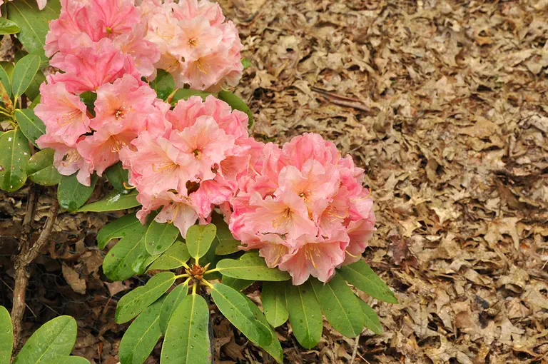 Photo of R. 'Stella Matutina', Rhododendron Hybrid