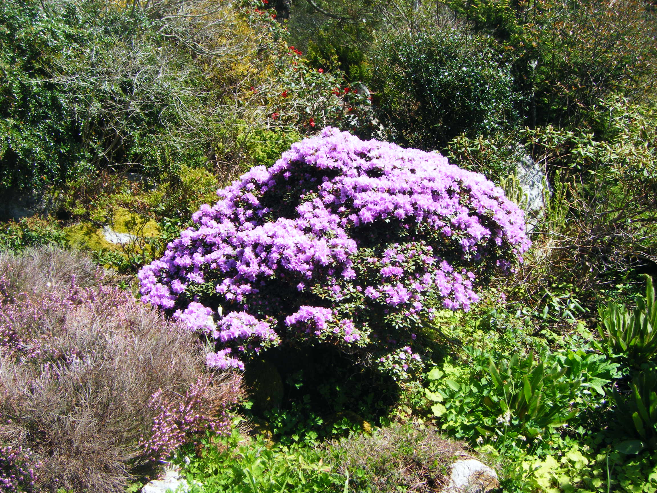 Rhododendron 'Woodland's Miss Muffet' photo