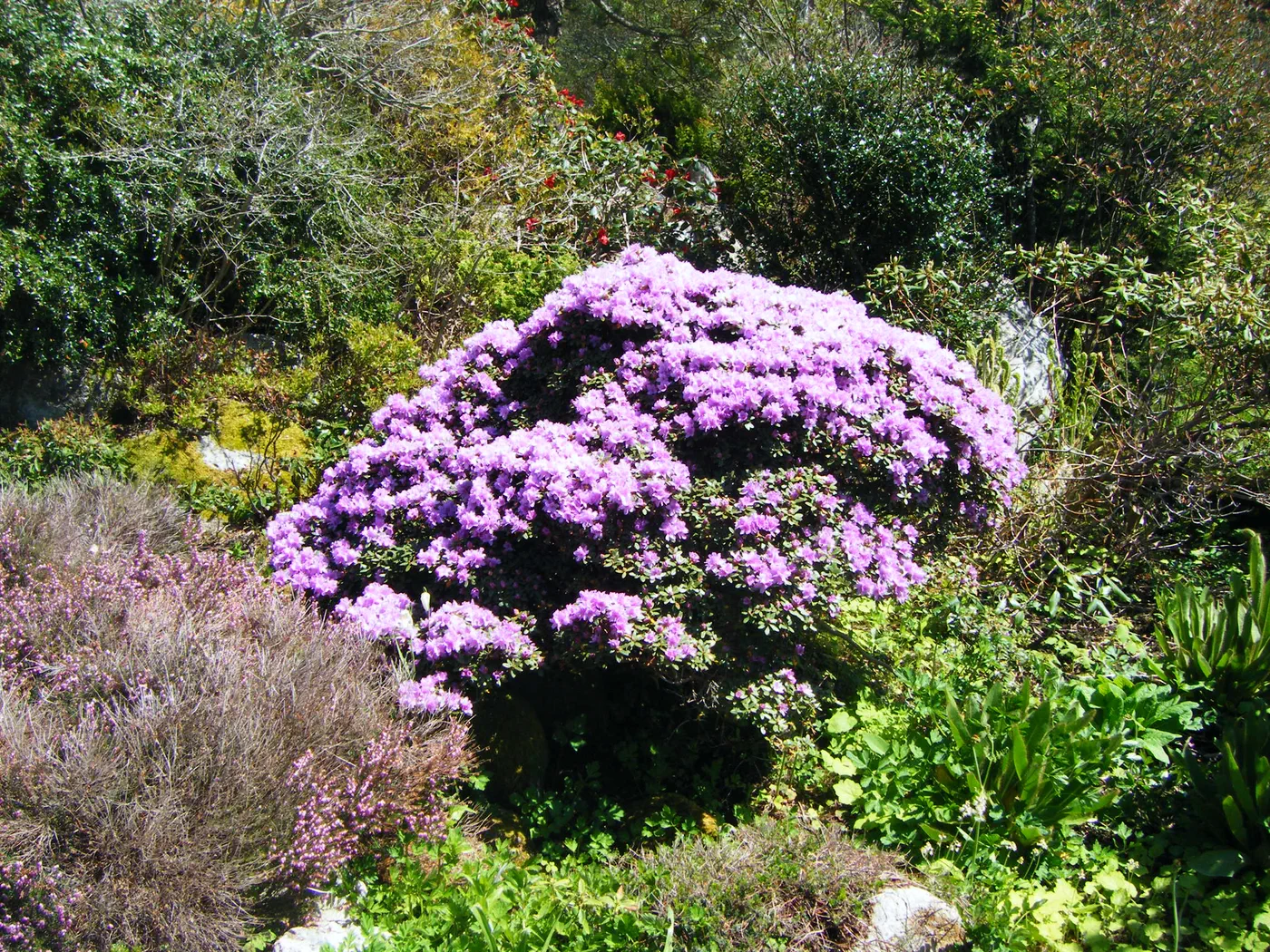 R. ''Woodland's Miss Muffet'' photo. Location: Indian Harbour, Nova Scotia. Photo by: John Weagle