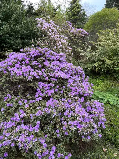 Photo of R. ''Woodland's Miss Muffet'', Rhododendron Hybrid