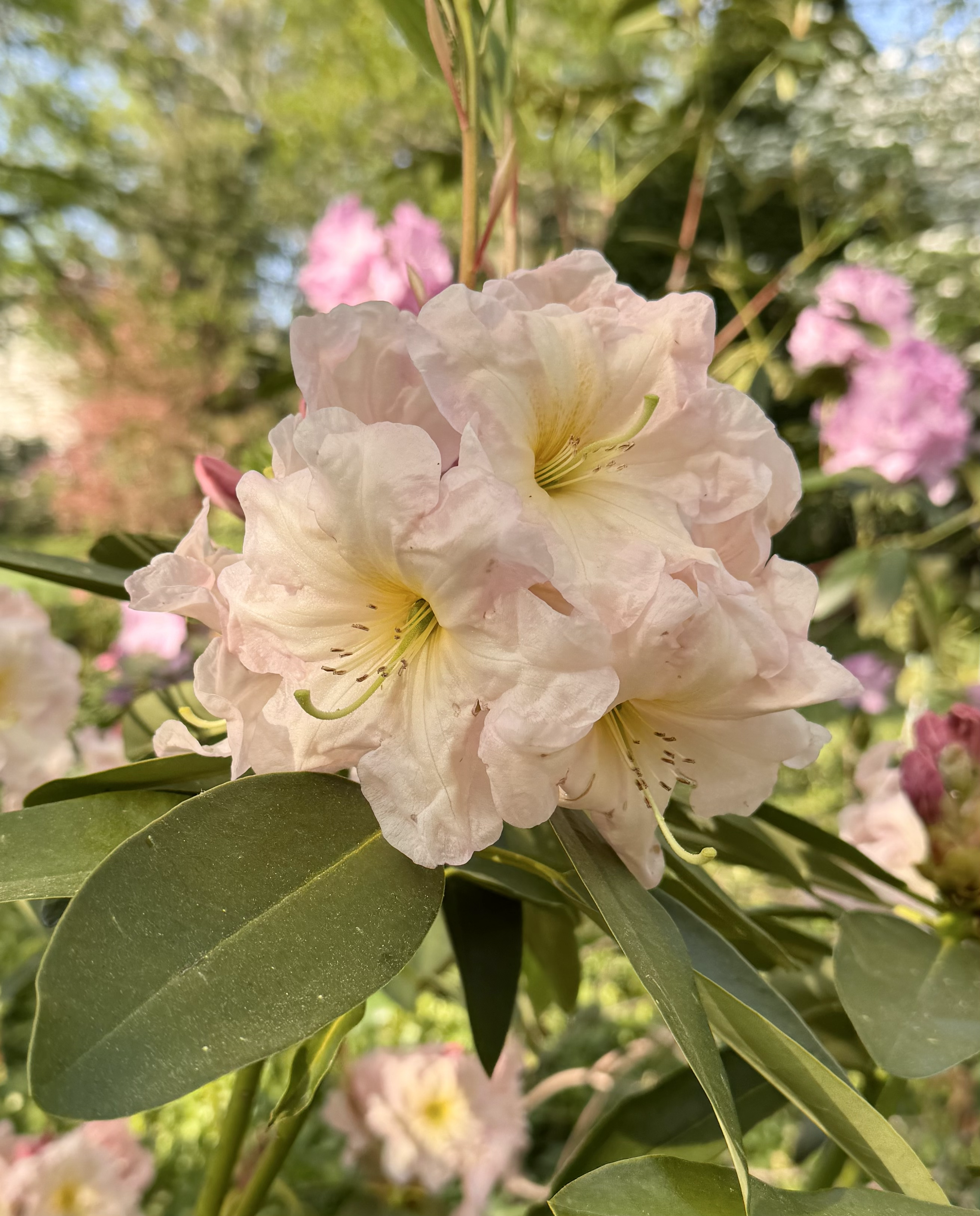 Rhododendron Smile, Smile, Smile photo