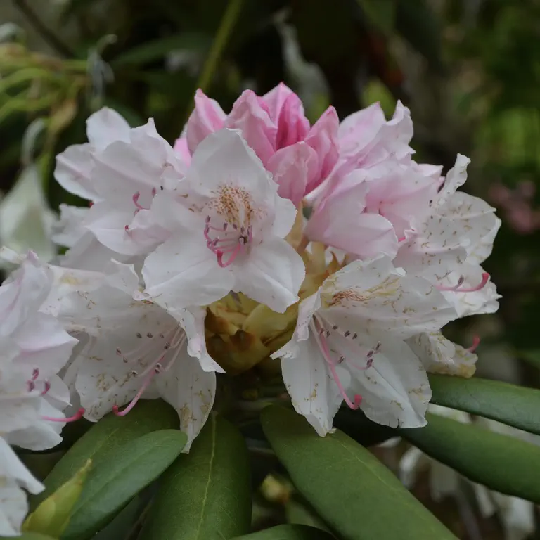 Photo of R. 'Paige Elizabeth Moser', Rhododendron Hybrid