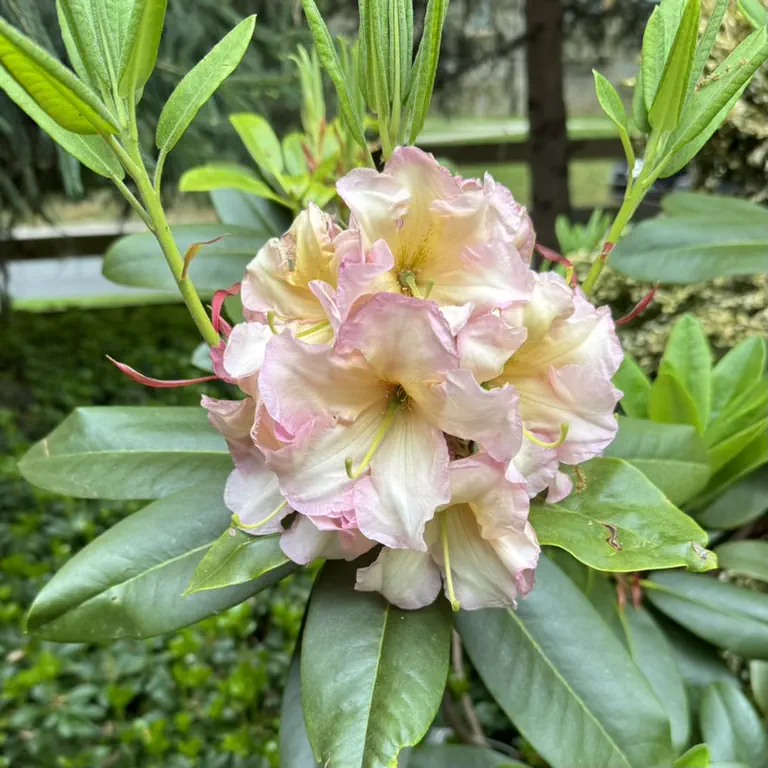 Photo of R. 'Sloane Skeeters', Rhododendron Hybrid