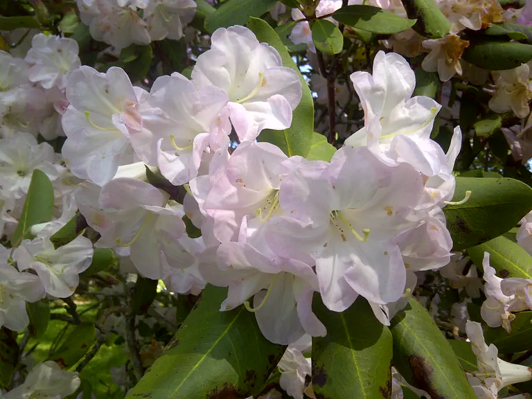 Photo of R. 'Anna Muntz', Rhododendron Hybrid