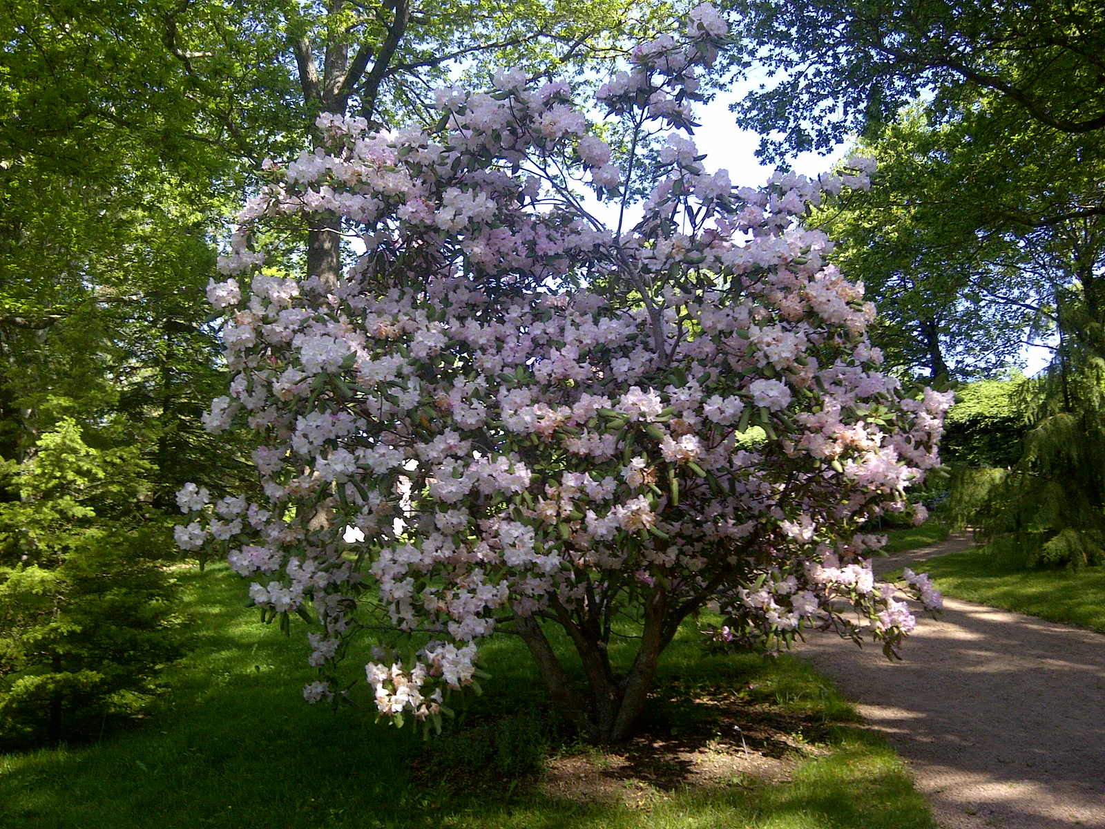 R. 'Anna Muntz' photo of R. 'Anna Muntz'. Location: Annapolis Royal Historic Gardens, Nova Scotia. Photo by: John Weagle