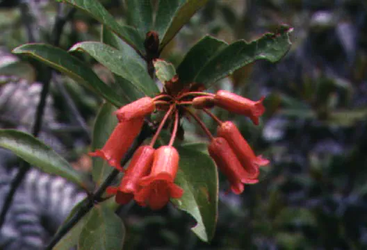 Photo of R. zollingeri, Species