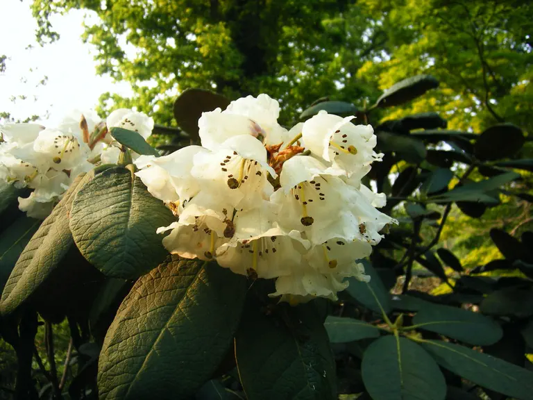 Photo of R. decipiens, Natural Hybrid
