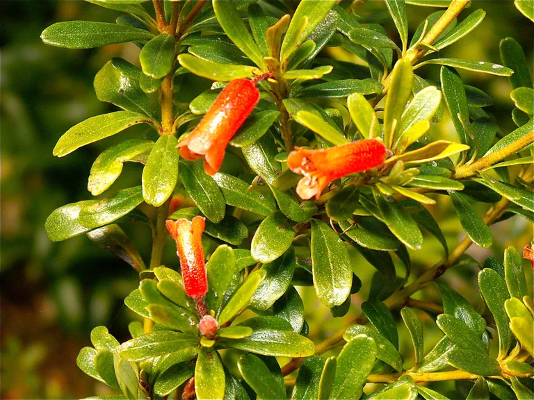 Photo of R. quadrasianum var malindangense, Species