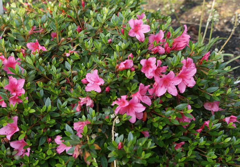 Photo of R. indicum, Species