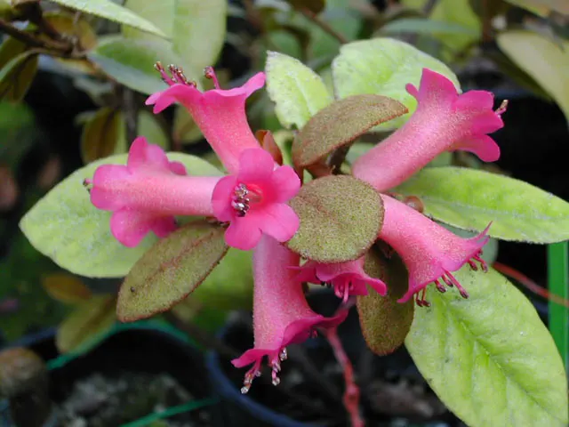Photo of R. beyerinckianum, Species