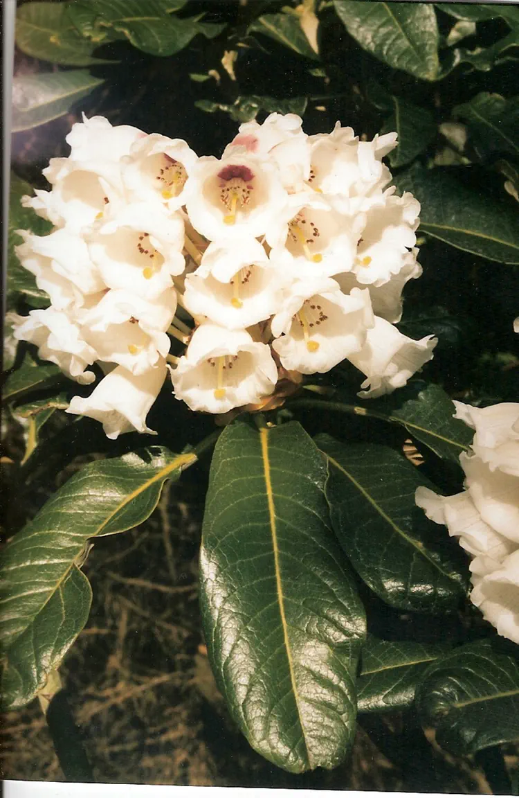 Photo of R. suoilenhense, Species