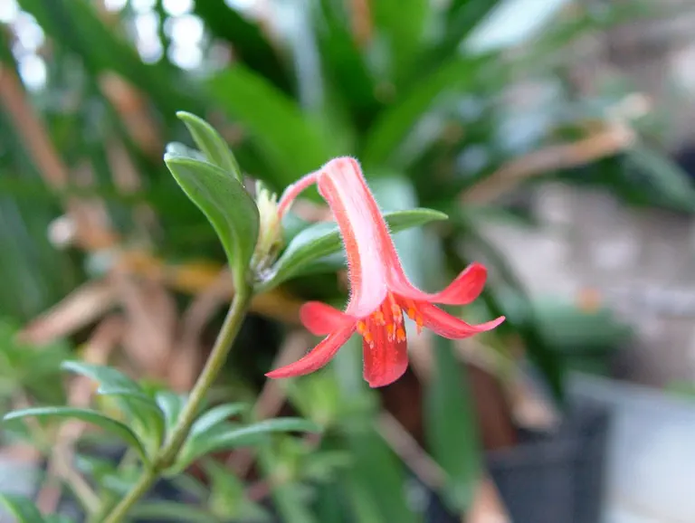 Photo of R. burttii, Species