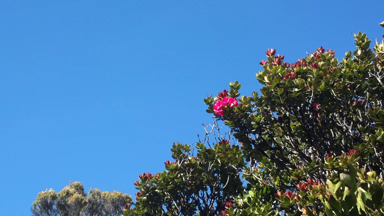 Photo of R. buxifolium, Species