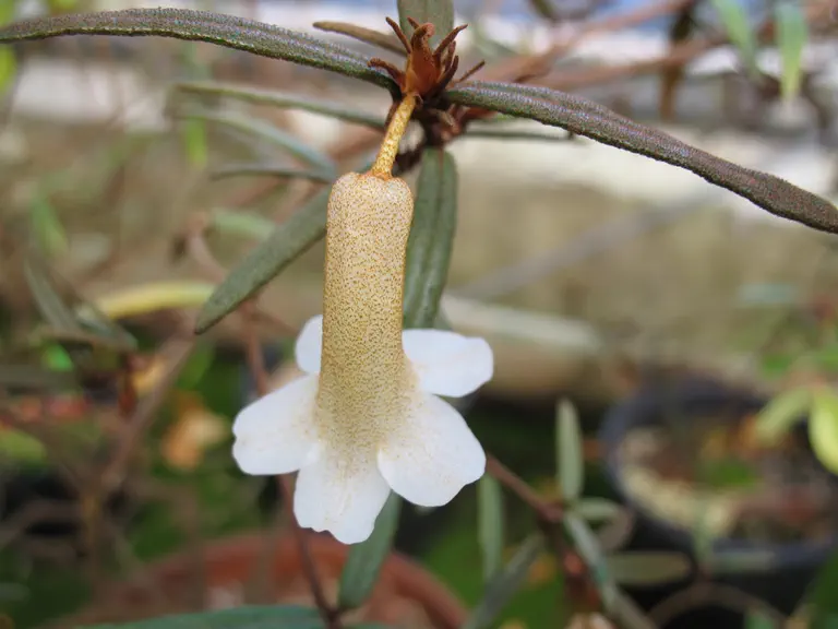 Photo of R. caliginis, Species
