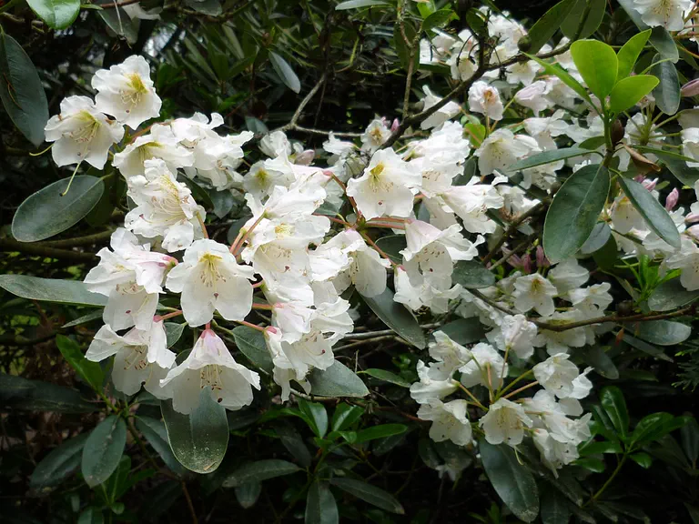 Rhododendron chlorops photo